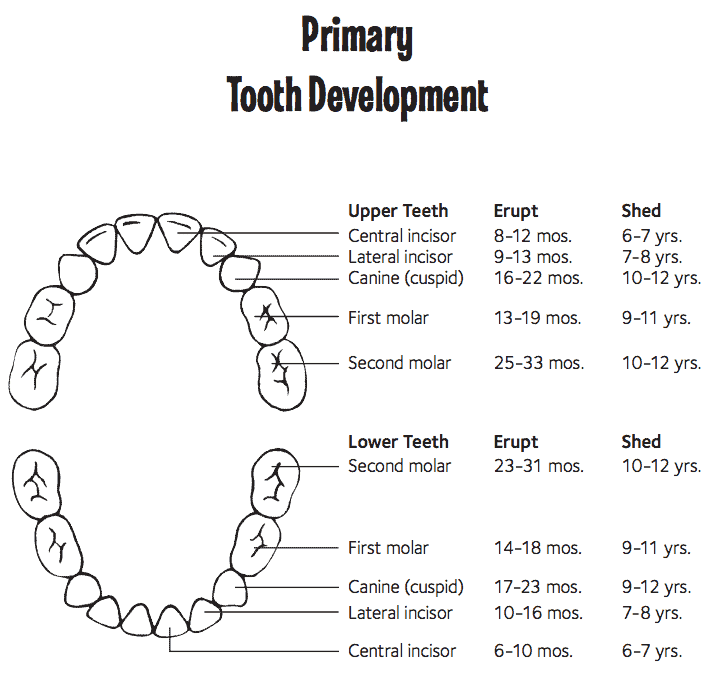 tooth development